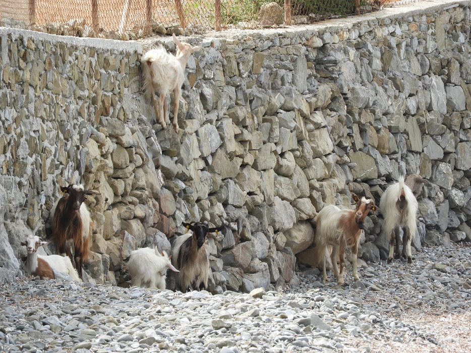 Goats on a wall.jpg